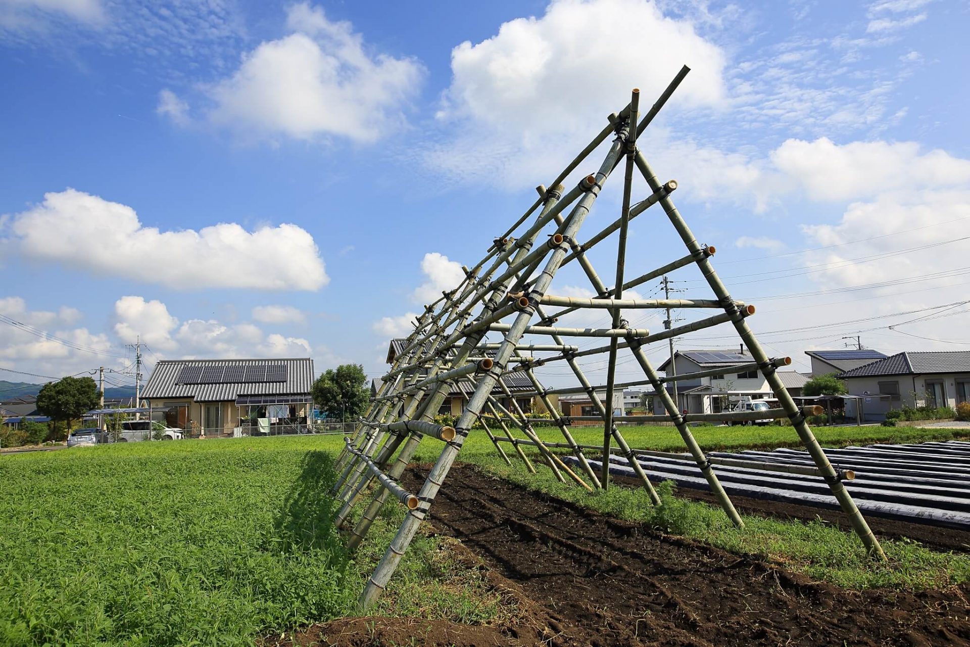 大根棚を建てましたよ