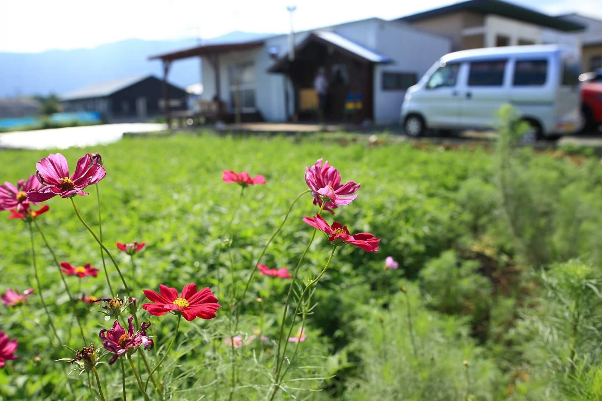 コスモスが咲き始めました。