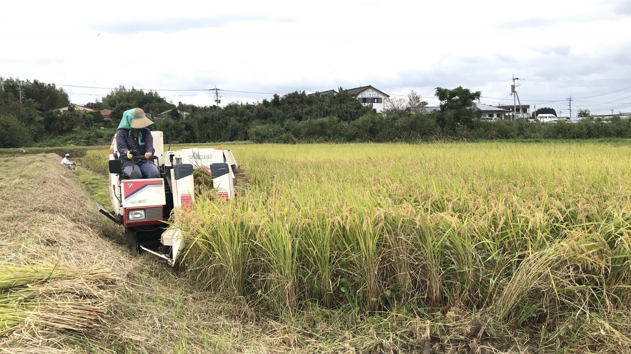 稲刈り