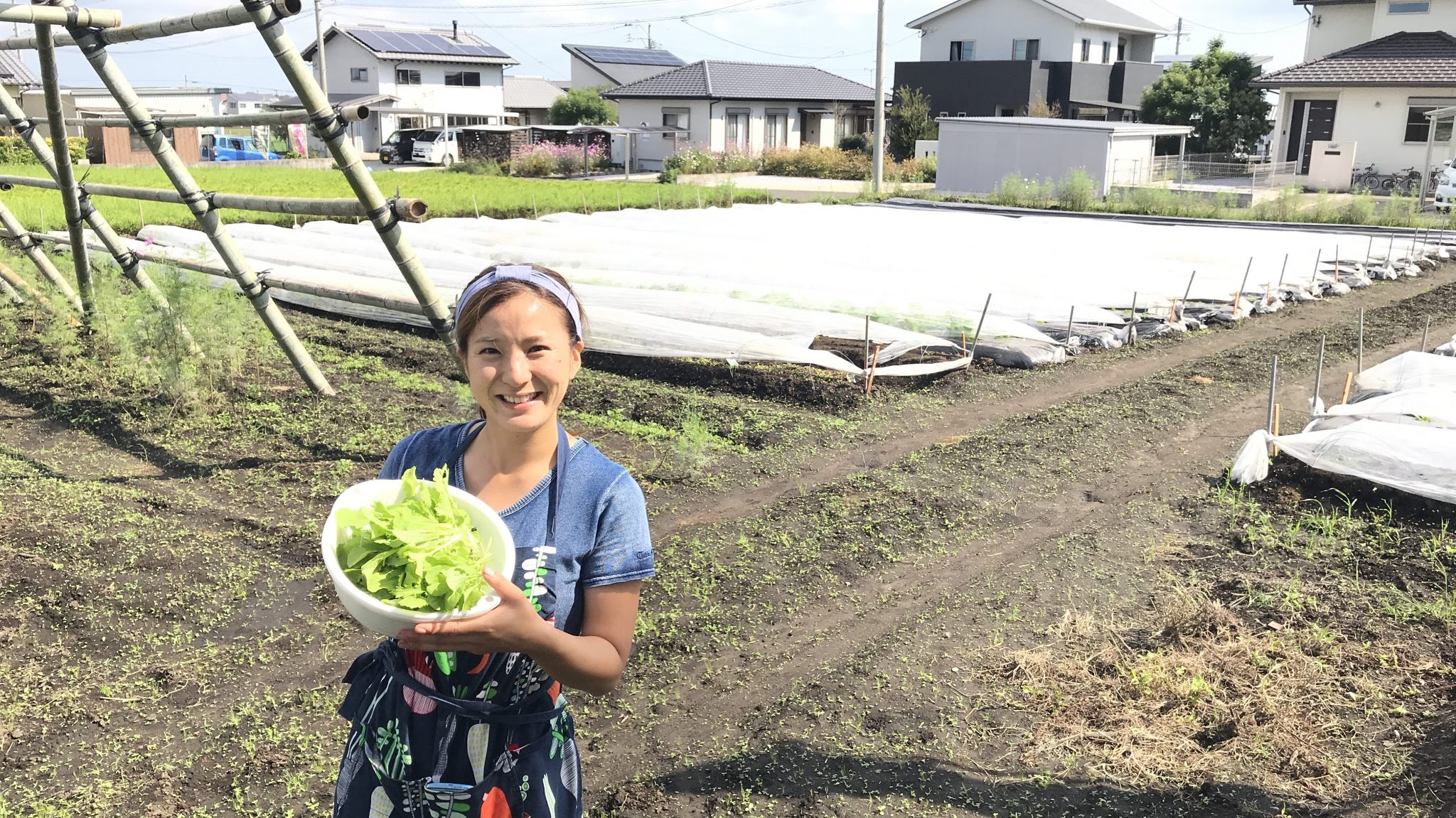 ベビーリーフを収穫中です